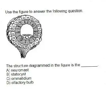 Use the figure to answer the following question.
The structure diagrammed in the figure is the ________.
A) neuromast
B) statocyst
C) ommatidium
D) olfactory bulb