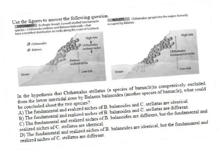 Use the figures to answer the following question.
In the hypothesis that Chthamalus stellatus (a species of barnacle)is competitively excluded from the lower intertidal zone by Balanus balanoides (another species of barnacle), what could be concluded about the two species?
A) The fundamental and realized niches of B. balanoides and C. stellatus are identical.
B) The fundamental and realized niches of B. balanoides and C. stellatus are different.
C) The fundamental and realized niches of B. balanoides are different, but the fundamental and realized niches of C. stellatus are identical.
D) The fundamental and realized niches of B. balanoides are identical, but the fundamental and realized niches of C. stellatus are different.