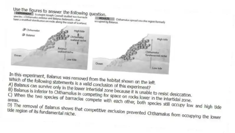 Use the figures to answer the following question.
In this experiment, Balanus was removed from the habitat shown on the left.
Which of the following statements is a valid conclusion of this experiment?
A) Balanus can survive only in the lower intertidal zone because it is unable to resist desiccation.
B) Balanus is inferior to Chthamalus in competing for space on rocks lower in the intertidal zone.
C) When the two species of barnacles compete with each other, both species still occupy low and high tide areas.
D) The removal of Balanus shows that competitive exclusion prevented Chthamalus from occupying the lower tide region of its fundamental niche.
