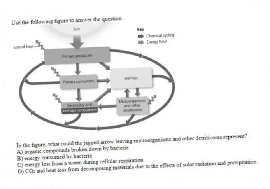 Use the following figure to answer the question.
In the figure, what could the jagged arrow leaving microorganisms and other detritivores represent?
A) organic compounds broken down by bacteria
B) energy consumed by bacteria
C) energy lost from a worm during cellular respiration
D) CO₂ and heat loss from decomposing materials due to the effects of solar radiation and precipitation