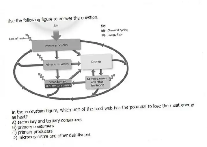 Use the following figure to answer the question.
In the ecosystem figure, which unit of the food web has the potential to lose the most energy as heat?
A) secondary and tertiary consumers
B) primary consumers
C) primary producers
D) microorganisms and other detritivores