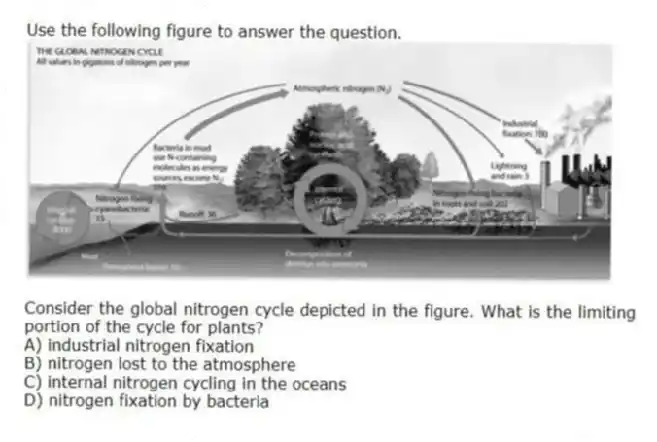 Use the following figure to answer the question.
Consider the global nitrogen cycle depicted in the figure. What is the limiting portion of the cycle for plants?
A) industrial nitrogen fixation
B) nitrogen lost to the atmosphere
C) internal nitrogen cycling in the oceans
D) nitrogen fixation by bacteria