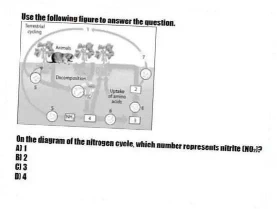 Use the following figure to answer the question.
On the diagram of the nitrogen cycle, which number represents nitrite (NO₂)?
A) 1
B) 2
C) 3
D) 4
