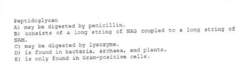 Peptidoglycan
A) may be digested by penicillin.
B) consists of a long string of NAG coupled to a long string of NAM.
C) may be digested by lysozyme.
D) is found in bacteria, archaea, and plants.
E) is only found in Gram-positive cells.