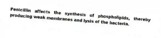 Penicillin affects the synthesis of phospholipids, thereby producing weak membranes and lysis of the bacteria.