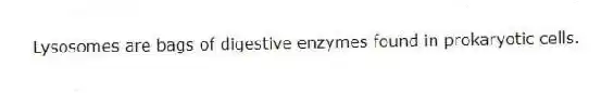 Lysosomes are bags of digestive enzymes found in prokaryotic cells.