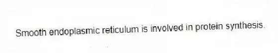 Smooth endoplasmic reticulum is involved in protein synthesis.