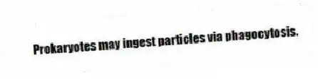 Prokaryotes may ingest particles via phagocytosis.