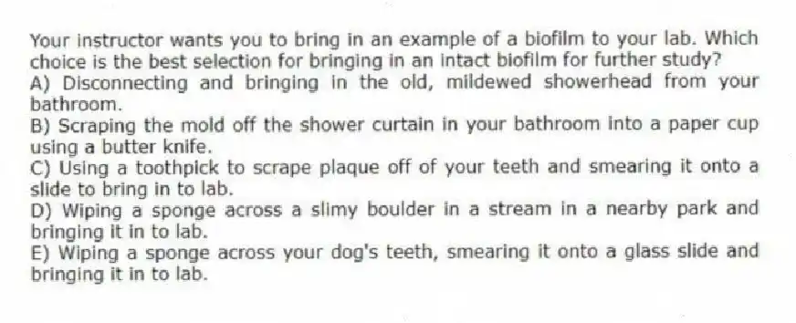Your instructor wants you to bring in an example of a biofilm to your lab. Which choice is the best selection for bringing in an intact biofilm for further study?
A) Disconnecting and bringing in the old, mildewed showerhead from your bathroom.
B) Scraping the mold off the shower curtain in your bathroom into a paper cup using a butter knife.
C) Using a toothpick to scrape plaque off of your teeth and smearing it onto a slide to bring in to lab.
D) Wiping a sponge across a slimy boulder in a stream in a nearby park and bringing it in to lab.
E) Wiping a sponge across your dog's teeth, smearing it onto a glass slide and bringing it in to lab.