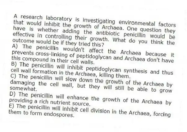 A research laboratory is investigating environmental factors that would inhibit the growth of Archaea. One question they have is whether adding the antibiotic penicillin would be effective in controlling their growth. What do you think the outcome would be if they tried this?
A) The penicillin wouldn't affect the Archaea because it prevents cross-linking of peptidoglycan and Archaea don't have this compound in their cell walls.
B) The penicillin will inhibit peptidoglycan synthesis and thus cell wall formation in the Archaea, killing them.
C) The penicillin will slow down the growth of the Archaea by damaging the cell wall, but they will still be able to grow somewhat.
D) The penicillin will enhance the growth of the Archaea by providing a rich nutrient source.
E) The penicillin will inhibit cell division in the Archaea, forcing them to form endospores.