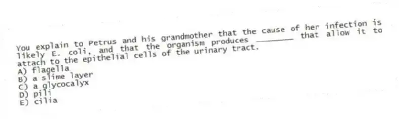 You explain to Petrus and his grandmother that the cause of her infection is likely E. coli, and that the organism produces ________ that allow it to attach to the epithelial cells of the urinary tract.
A) flagella
B) a slime layer
C) a glycocalyx
D) pili
E) cilia