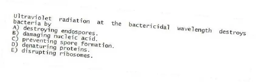 Ultraviolet radiation at the bactericidal wavelength destroys bacteria by
A) destroying endospores.
B) damaging nucleic acid.
C) preventing spore formation.
D) denaturing proteins.
E) disrupting ribosomes.
