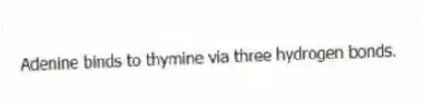 Adenine binds to thymine via three hydrogen bonds.