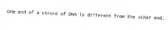 One end of a strand of DNA is different from the other end.