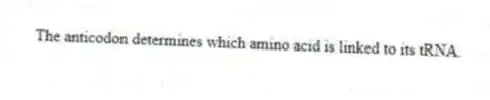 The anticodon determines which amino acid is linked to its tRNA.
