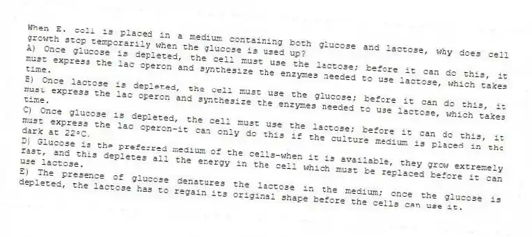 When E. coli is placed in a medium containing both glucose and lactose, why does cell growth stop temporarily when the glucose is used up?
A) Once glucose is depleted, the cell must use the lactose; before it can do this, it must express the lac operon and synthesize the enzymes needed to use lactose, which takes time.
B) Once lactose is depleted, the cell must use the glucose; before it can do this, it must express the lac operon and synthesize the enzymes needed to use lactose, which takes time.
C) Once glucose is depleted, the cell must use the lactose; before it can do this, it must express the lac operon-it can only do this if the culture medium is placed in the dark at 22ᵒC.
D) Glucose is the preferred medium of the cells-when it is available, they grow extremely fast, and this depletes all the energy in the cell which must be replaced before it can use lactose.
E) The presence of glucose denatures the lactose in the medium; once the glucose is depleted, the lactose has to regain its original shape before the cells can use it.