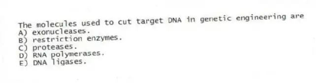 The molecules used to cut target DNA in genetic engineering are
A) exonucleases.
B) restriction enzymes.
C) proteases.
D) RNA polymerases.
E) DNA ligases.