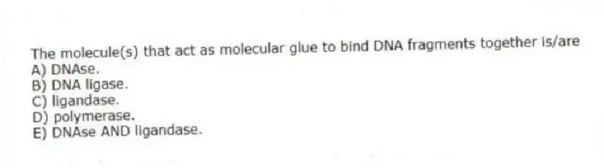 The molecule(s) that act as molecular glue to bind DNA fragments together is/are
A) DNAse.
B) DNA ligase.
C) ligandase.
D) polymerase.
E) DNAse AND ligandase.