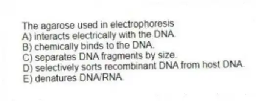 The agarose used in electrophoresis
A) interacts electrically with the DNA.
B) chemically binds to the DNA.
C) separates DNA fragments by size.
D) selectively sorts recombinant DNA from host DNA.
E) denatures DNA/RNA.