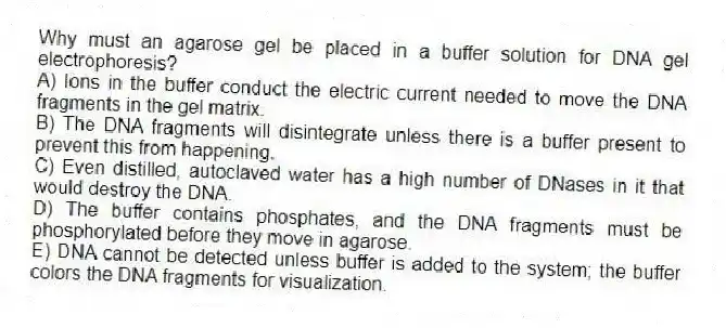 Why must an agarose gel be placed in a buffer solution for DNA gel electrophoresis?
A) Ions in the buffer conduct the electric current needed to move the DNA fragments in the gel matrix.
B) The DNA fragments will disintegrate unless there is a buffer present to prevent this from happening.
C) Even distilled, autoclaved water has a high number of DNases in it that would destroy the DNA.
D) The buffer contains phosphates, and the DNA fragments must be phosphorylated before they move in agarose.
E) DNA cannot be detected unless buffer is added to the system; the buffer colors the DNA fragments for visualization.