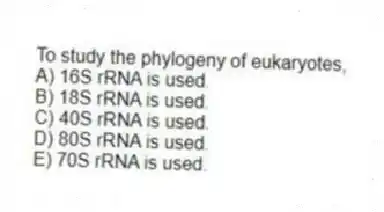 To study the phylogeny of eukaryotes,
A) 16S rRNA is used.
B) 18S rRNA is used.
C) 40S rRNA is used.
D) 80S rRNA is used.
E) 70S rRNA is used.