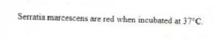 Serratia marcescens are red when incubated at 37°C.