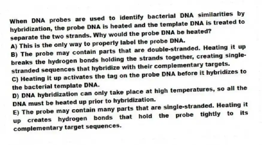 When DNA probes are used to identify bacterial DNA similarities by hybridization, the probe DNA is heated and the template DNA is treated to separate the two strands. Why would the probe DNA be heated?
A) This is the only way to properly label the probe DNA.
B) The probe may contain parts that are double-stranded. Heating it up breaks the hydrogen bonds holding the strands together, creating single-stranded sequences that hybridize with their complementary targets.
C) Heating it up activates the tag on the probe DNA before it hybridizes to the bacterial template DNA.
D) DNA hybridization can only take place at high temperatures, so all the DNA must be heated up prior to hybridization.
E) The probe may contain many parts that are single-stranded. Heating it up creates hydrogen bonds that hold the probe tightly to its complementary target sequences.