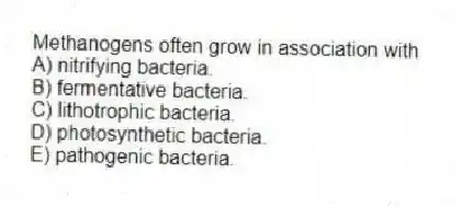Methanogens often grow in association with
A) nitrifying bacteria.
B) fermentative bacteria.
C) lithotrophic bacteria.
D) photosynthetic bacteria.
E) pathogenic bacteria.