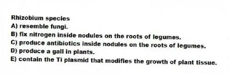 Rhizobium species
A) resemble fungi.
B) fix nitrogen inside nodules on the roots of legumes.
C) produce antibiotics inside nodules on the roots of legumes.
D) produce a gall in plants.
E) contain the Ti plasmid that modifies the growth of plant tissue.