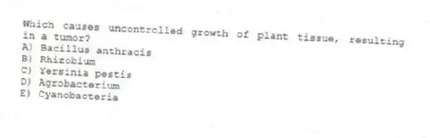 Which causes uncontrolled growth of plant tissue, resulting in a tumor?
A) Bacillus anthracis
B) Rhizobium
C) Yersinia pestis
D) Agrobacterium
E) Cyanobacteria