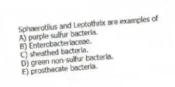 Sphaerotilus and Leptothrix are examples of
A) purple sulfur bacteria.
B) Enterobacteriaceae.
C) sheathed bacteria.
D) green non-sulfur bacteria.
E) prosthecate bacteria.