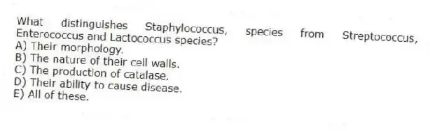 What distinguishes Staphylococcus, species from Streptococcus, Enterococcus and Lactococcus species?
A) Their morphology.
B) The nature of their cell walls.
C) The production of catalase.
D) Their ability to cause disease.
E) All of these.
