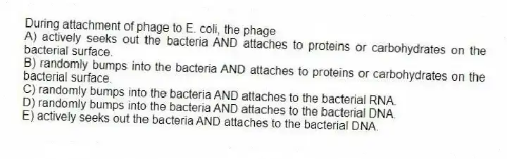 During attachment of phage to E. coli, the phage
A) actively seeks out the bacteria AND attaches to proteins or carbohydrates on the bacterial surface.
B) randomly bumps into the bacteria AND attaches to proteins or carbohydrates on the bacterial surface.
C) randomly bumps into the bacteria AND attaches to the bacterial RNA.
D) randomly bumps into the bacteria AND attaches to the bacterial DNA.
E) actively seeks out the bacteria AND attaches to the bacterial DNA.