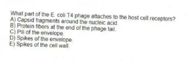What part of the E. coli T4 phage attaches to the host cell receptors?
A) Capsid fragments around the nucleic acid.
B) Protein fibers at the end of the phage tail.
C) Pili of the envelope.
D) Spikes of the envelope.
E) Spikes of the cell wall.