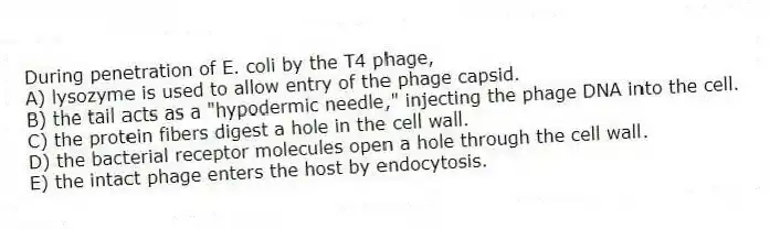 During penetration of E. coli by the T4 phage,
A) lysozyme is used to allow entry of the phage capsid.
B) the tail acts as a "hypodermic needle," injecting the phage DNA into the cell.
C) the protein fibers digest a hole in the cell wall.
D) the bacterial receptor molecules open a hole through the cell wall.
E) the intact phage enters the host by endocytosis.
