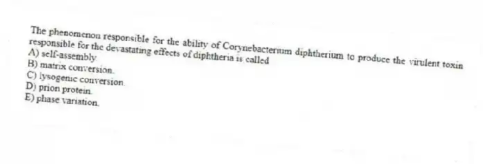 The phenomenon responsible for the ability of Corynebacterium diphtherium to produce the virulent toxin responsible for the devastating effects of diphtheria is called
A) self-assembly.
B) matrix conversion.
C) lysogenic conversion.
D) prion protein.
E) phase variation.