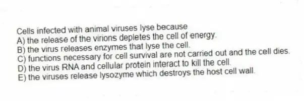 Cells infected with animal viruses lyse because
A) the release of the virions depletes the cell of energy.
B) the virus releases enzymes that lyse the cell.
C) functions necessary for cell survival are not carried out and the cell dies.
D) the virus RNA and cellular protein interact to kill the cell.
E) the viruses release lysozyme which destroys the host cell wall.