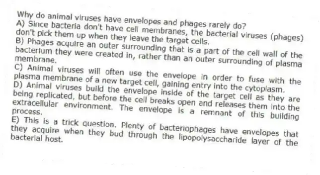 Why do animal viruses have envelopes and phages rarely do?
A) Since bacteria don't have cell membranes, the bacterial viruses (phages) don't pick them up when they leave the target cells.
B) Phages acquire an outer surrounding that is a part of the cell wall of the bacterium they were created in, rather than an outer surrounding of plasma membrane.
C) Animal viruses will often use the envelope in order to fuse with the plasma membrane of a new target cell, gaining entry into the cytoplasm.
D) Animal viruses build the envelope inside of the target cell as they are being replicated, but before the cell breaks open and releases them into the extracellular environment. The envelope is a remnant of this building process.
E) This is a trick question. Plenty of bacteriophages have envelopes that they acquire when they bud through the lipopolysaccharide layer of the bacterial host.