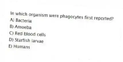 In which organism were phagocytes first reported?
A) Bacteria
B) Amoeba
C) Red blood cells
D) Starfish larvae
E) Humans