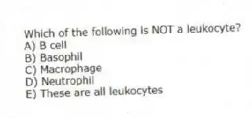 Which of the following is NOT a leukocyte?
A) B cell
B) Basophil
C) Macrophage
D) Neutrophil
E) These are all leukocytes