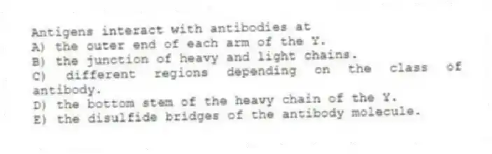 Antigens interact with antibodies at
A) the outer end of each arm of the Y.
B) the junction of heavy and light chains.
C) different regions depending on the class of antibody.
D) the bottom stem of the heavy chain of the Y.
E) the disulfide bridges of the antibody molecule.