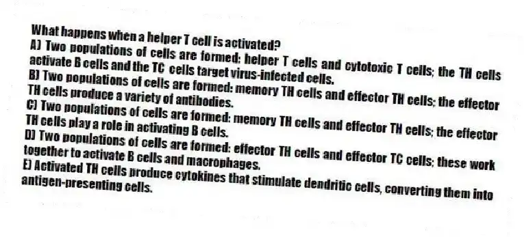 What happens when a helper T cell is activated?
A) Two populations of cells are formed: helper T cells and cytotoxic T cells; the TH cells activate B cells and the TC cells target virus-infected cells.
B) Two populations of cells are formed: memory TH cells and effector TH cells; the effector TH cells produce a variety of antibodies.
C) Two populations of cells are formed: memory TH cells and effector TH cells; the effector TH cells play a role in activating B cells.
D) Two populations of cells are formed: effector TH cells and effector TC cells; these work together to activate B cells and macrophages.
E) Activated TH cells produce cytokines that stimulate dendritic cells, converting them into antigen-presenting cells.