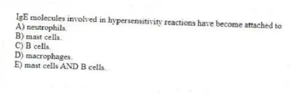 IgE molecules involved in hypersensitivity reactions have become attached to
A) neutrophils.
B) mast cells.
C) B cells.
D) macrophages.
E) mast cells AND B cells.