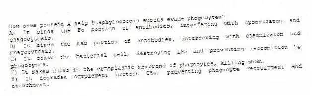 How does protein A help Staphylococcus aureus evade phagocytes?
A) It binds the Fc portion of antibodies, interfering with opsonizaton and phagocytosis.
B) It binds the Fab portion of antibodies, interfering with opsonizaton and phagocytosis.
C) It coats the bacterial cell, destroying LPS and preventing recognition by phagocytes.
D) It makes holes in the cytoplasmic membrane of phagocytes, killing them.
E) It degrades complement protein C5a, preventing phagocyte recruitment and attachment.