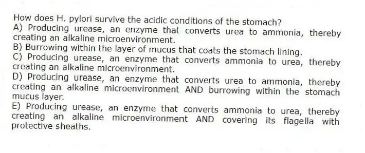 How does H. pylori survive the acidic conditions of the stomach?
A) Producing urease, an enzyme that converts urea to ammonia, thereby creating an alkaline microenvironment.
B) Burrowing within the layer of mucus that coats the stomach lining.
C) Producing urease, an enzyme that converts ammonia to urea, thereby creating an alkaline microenvironment.
D) Producing urease, an enzyme that converts urea to ammonia, thereby creating an alkaline microenvironment AND burrowing within the stomach mucus layer.
E) Producing urease, an enzyme that converts ammonia to urea, thereby creating an alkaline microenvironment AND covering its flagella with protective sheaths.