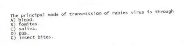 The principal mode of transmission of rabies virus is through
A) blood.
B) fomites.
C) saliva.
D) pus.
E) insect bites.