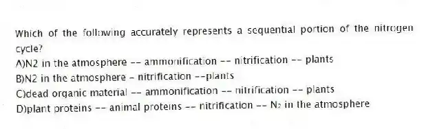 Which of the following accurately represents a sequential portion of the nitrogen cycle?
A)N2 in the atmosphere -- ammonification -- nitrification -- plants
B)N2 in the atmosphere - nitrification --plants
C)dead organic material -- ammonification -- nitrification -- plants
D)plant proteins -- animal proteins -- nitrification -- N₂ in the atmosphere
