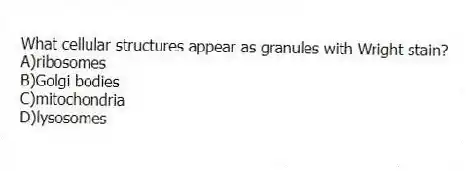 What cellular structures appear as granules with Wright stain?
A)ribosomes
B)Golgi bodies
C)mitochondria
D)lysosomes