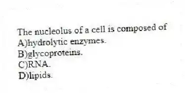 The nucleolus of a cell is composed of
A)hydrolytic enzymes.
B)glycoproteins.
C)RNA.
D)lipids.
