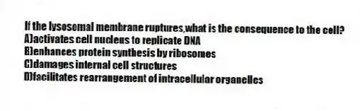 If the lysosomal membrane ruptures,what is the consequence to the cell?
A)activates cell nucleus to replicate DNA
B)enhances protein synthesis by ribosomes
C)damages internal cell structures
D)facilitates rearrangement of intracellular organelles